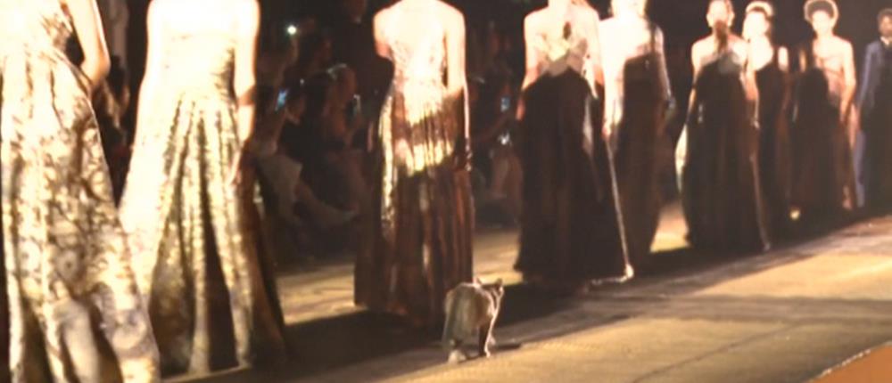 Γάτα έκανε… πασαρέλα στο Μαρόκο (βίντεο)
