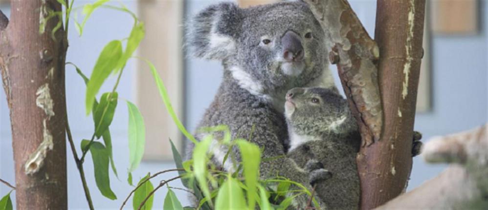Νεογέννητο κοάλα ξετρελαίνει μικρούς και μεγάλους! (εικόνες)