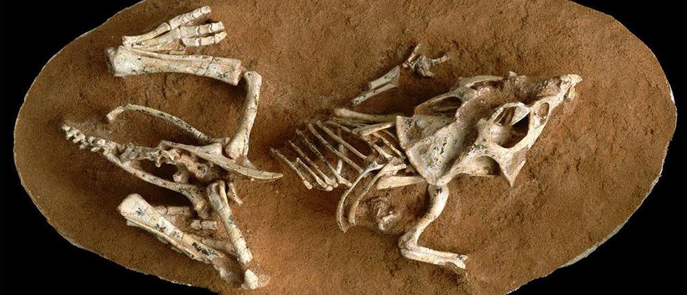 Ανακαλύφθηκε ο χρόνος επώασης για τα μωρά των δεινοσαύρων