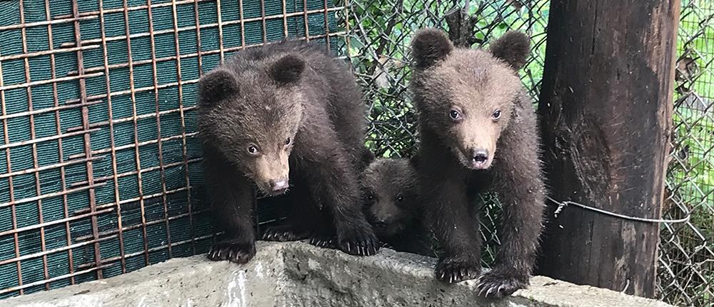 Ο “Αρκτούρος” φροντίζει τρία ορφανά αρκουδάκια από τη Βουλγαρία (βίντεο)