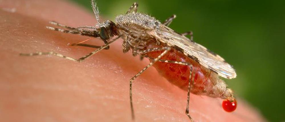 Πώς θα προστατευτείτε από τα ενοχλητικά κουνούπια