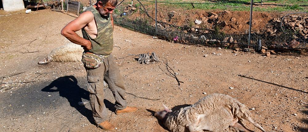 Άγρια σκυλιά κατασπάραξαν κοπάδι στην Αργολίδα (Προσοχή: σκληρές εικόνες)