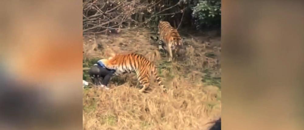 Βίντεο – σοκ: Τίγρης κατασπαράζει άνδρα μπροστά στην οικογένειά του