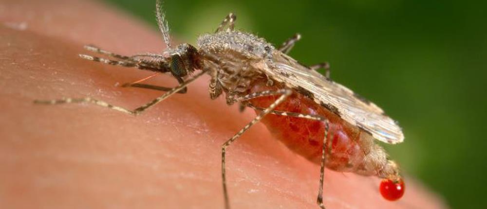 Δεκάδες κρούσματα ελονοσίας – Οι περιοχές που μπήκαν σε καραντίνα