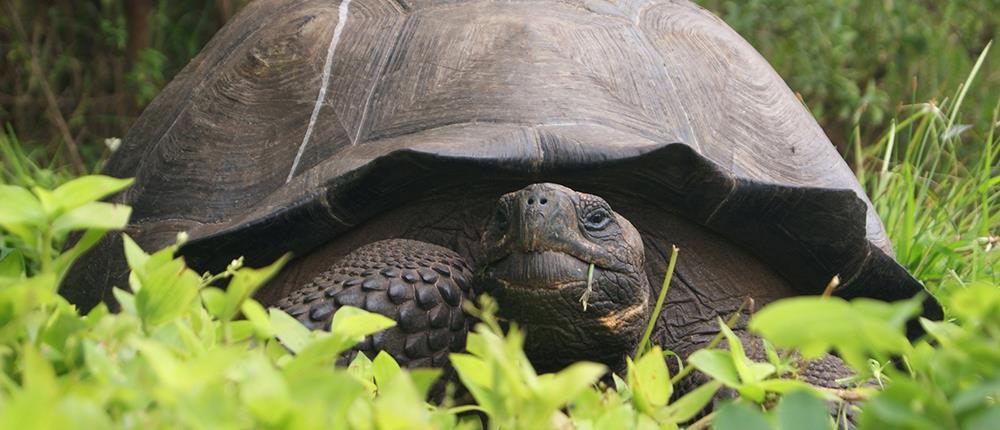 Έκλεψαν πάνω 123 χελώνες από τα Γκαλαμπάγκος