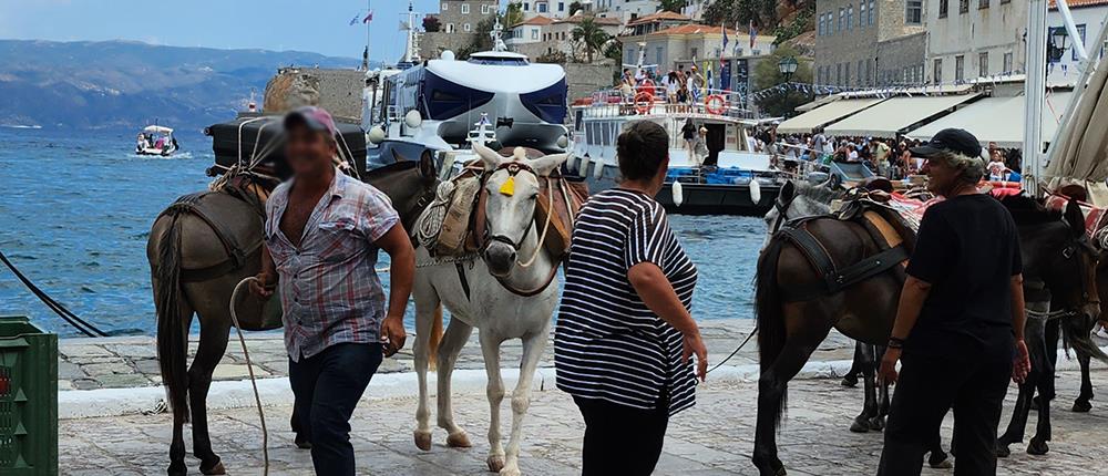 Ύδρα - Καταγγελία: Γαϊδουράκια, φορτωμένα, εκτεθειμένα στον ήλιο για ώρες... (εικόνες)