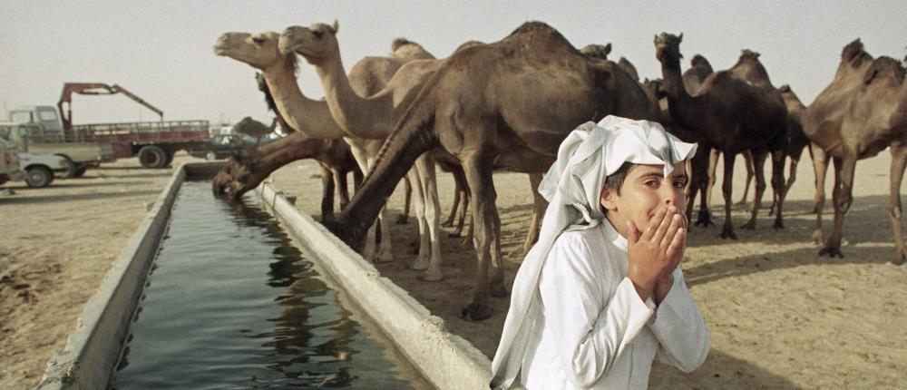 Σαουδική Αραβία: βάζουν “τσιπάκια” στις καμήλες