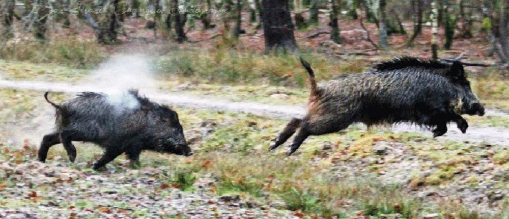 Τροχαίο - Λάρισα: Λεωφορείο συγκρούστηκε με αγέλη αγριογούρουνων 