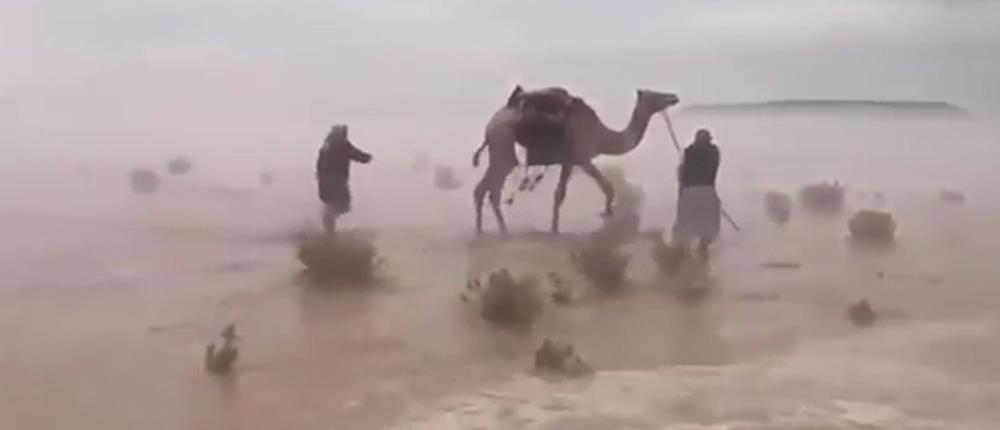 Σπάνιο φαινόμενο: Έρημος μετατράπηκε σε… βάλτο λόγω πρωτοφανούς κακοκαιρίας (βίντεο)