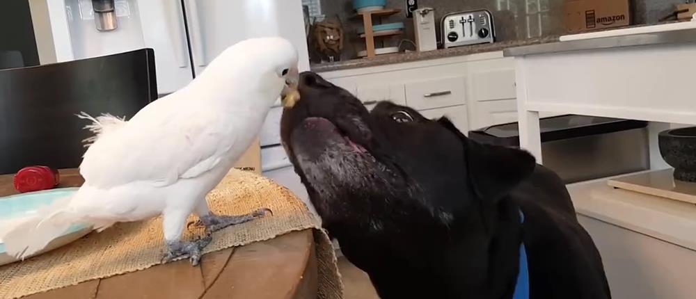 Παπαγάλος ταΐζει σκύλο στο στόμα! (βίντεο)