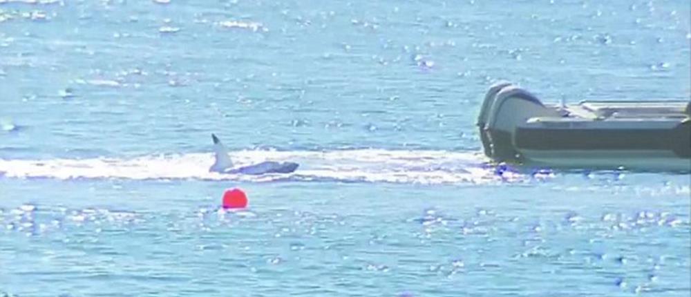 Σκότωσαν on camera τον καρχαρία που κατασπάραξε σέρφερ (βίντεο)