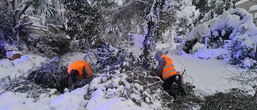 “Μήδεια”: Γιατί έπεσαν εκατοντάδες δέντρα 
