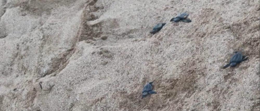 Γεννητούρια Caretta Caretta στην Κορώνη (βίντεο)