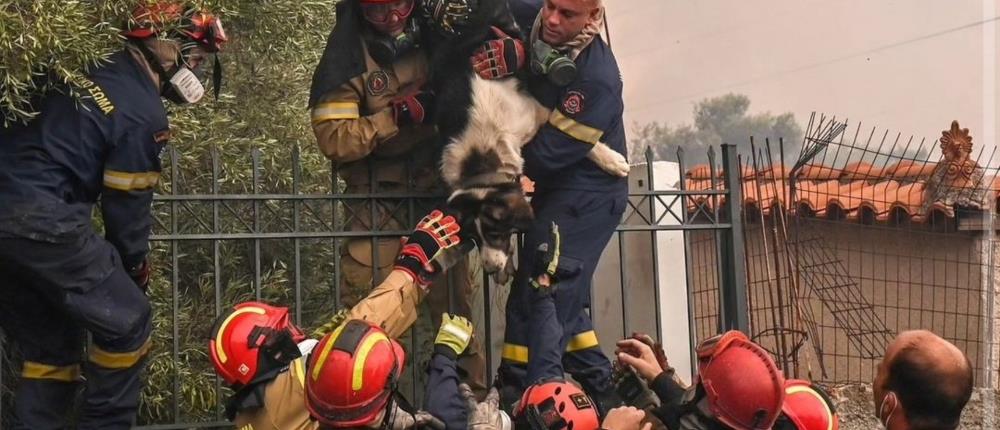 Φωτιές: οδηγίες για τα εγκλωβισμένα ζώα