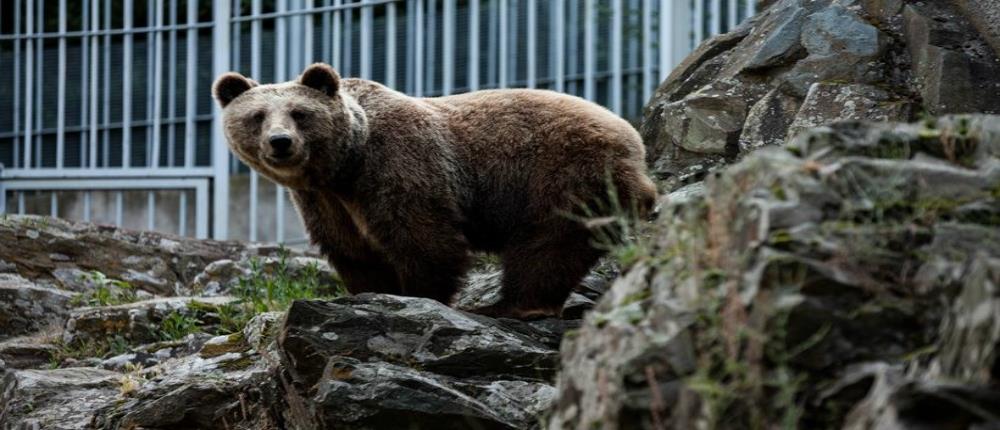Αρκούδα επιτέθηκε και τραυμάτισε κυνηγό στη Φλώρινα