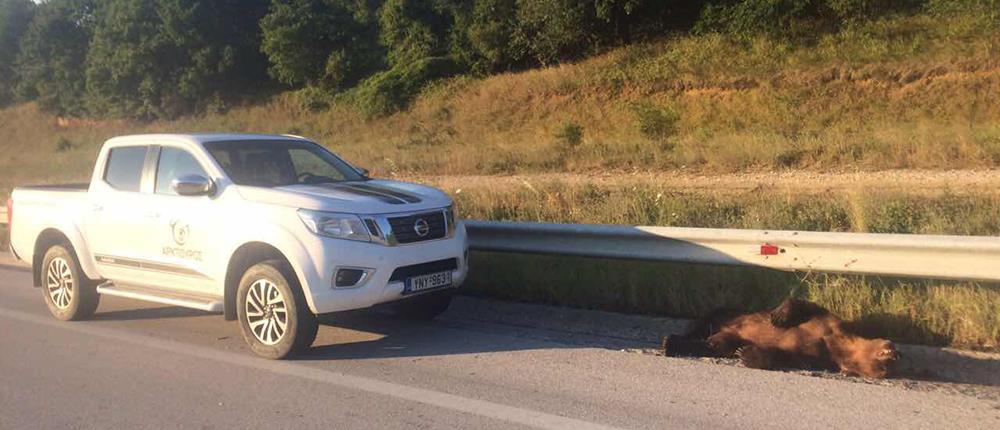 Νεκρό αρκουδάκι σε τροχαίο στο Κλειδί Αμυνταίου