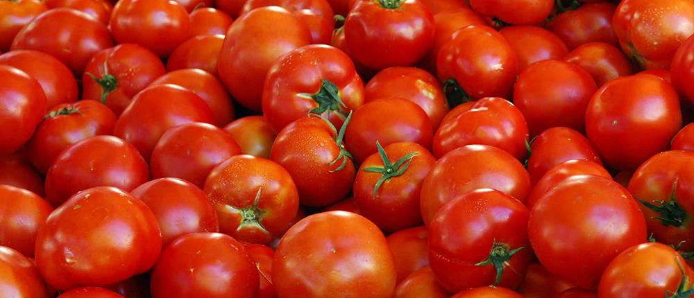 Κατασχέθηκαν σχεδόν 5 τόνοι  ντομάτες – δηλητήριο
