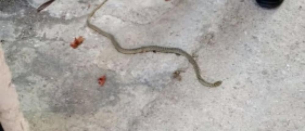 Σκότωσε φίδι στην αυλή του και πέθανε