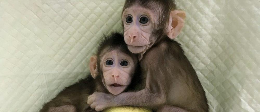 Η πρώτη κλωνοποίηση μαϊμούδων είναι γεγονός (βίντεο)