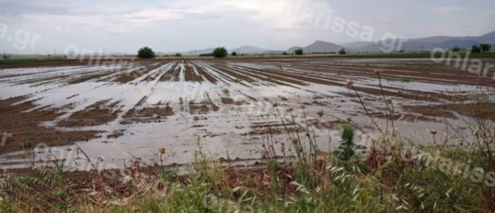 Κακοκαιρία - Φάρσαλα: Νεροποντή και χαλάζι “ισοπέδωσαν” χιλιάδες στρέμματα (εικόνες)