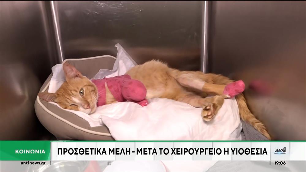 Θεσσαλονίκη: Μήνυση κατά αγνώστων για τον ακρωτηριασμό της γάτας στα τρία της πόδια 
