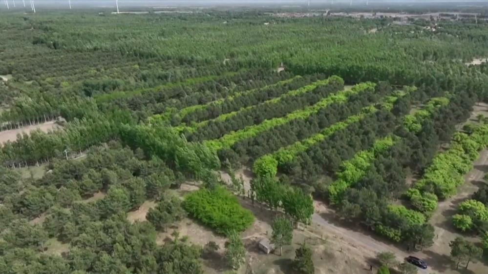 Κίνα: Εντυπωσιακή καταπολέμηση της ερημοποίησης των δασών