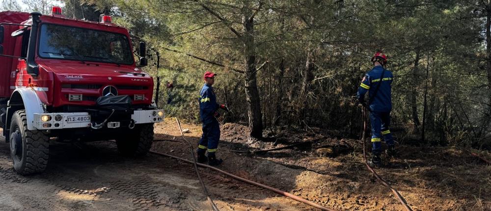 Φωτιά στο δάσος του Σέιχ Σου: Τι ισχυρίστηκε ο εμπρηστής