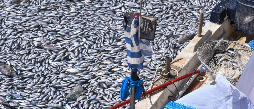 Βόλος - Νεκρά ψάρια: Κραυγή αγωνίας από τους αλιείς (εικόνες) 