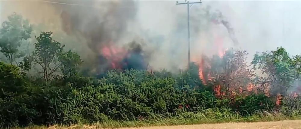 Έβρος: Φωτιά στον κάμπο της Δαδιάς (βίντεο)