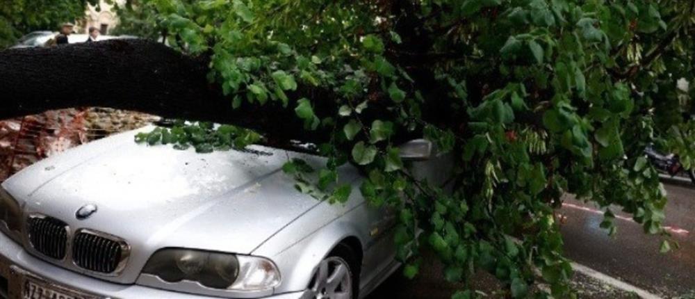 Θεσσαλονίκη: Δεκάδες πτώσεις δέντρων λόγω των ισχυρών ανέμων