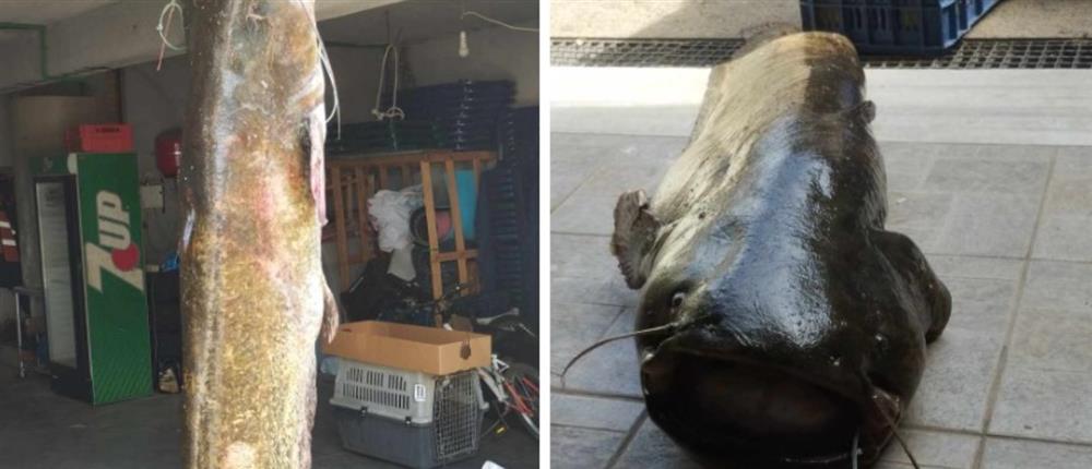 Κοζάνη: Γουλιανός 50 κιλών στα δίχτυα ψαράδων στη λίμνη Πολυφύτου (εικόνες)