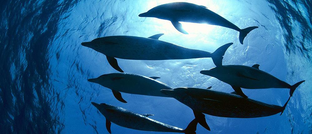Λουτράκι: Δελφίνια “μάγεψαν” μικρούς και μεγάλους στον Κορινθιακό (βίντεο)