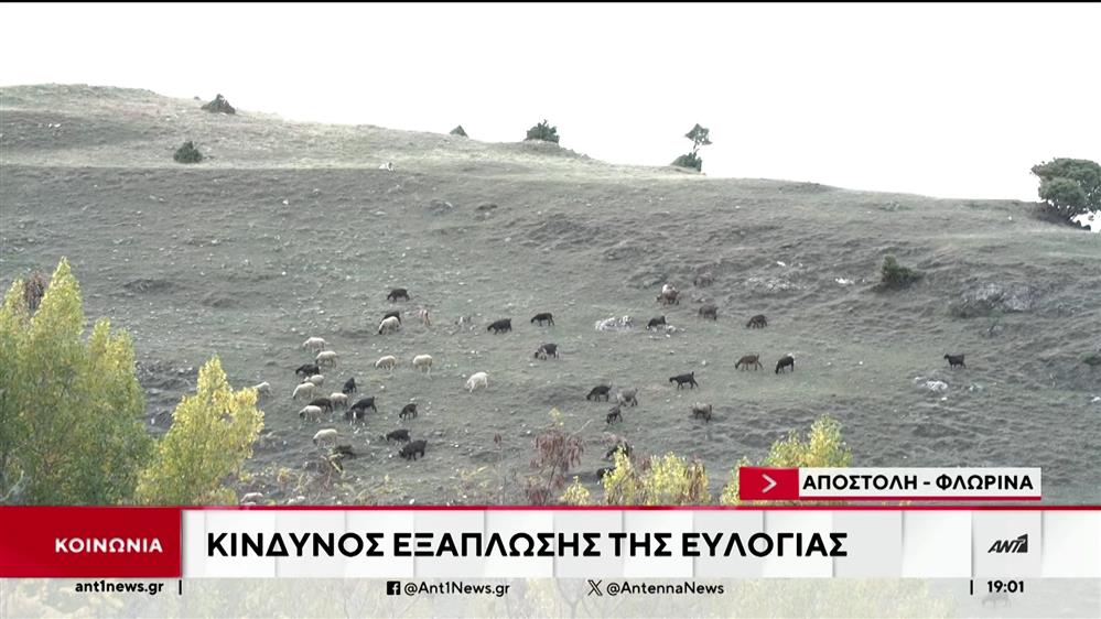 Κίνδυνος εξάπλωσης της Ευλογιάς των προβάτων