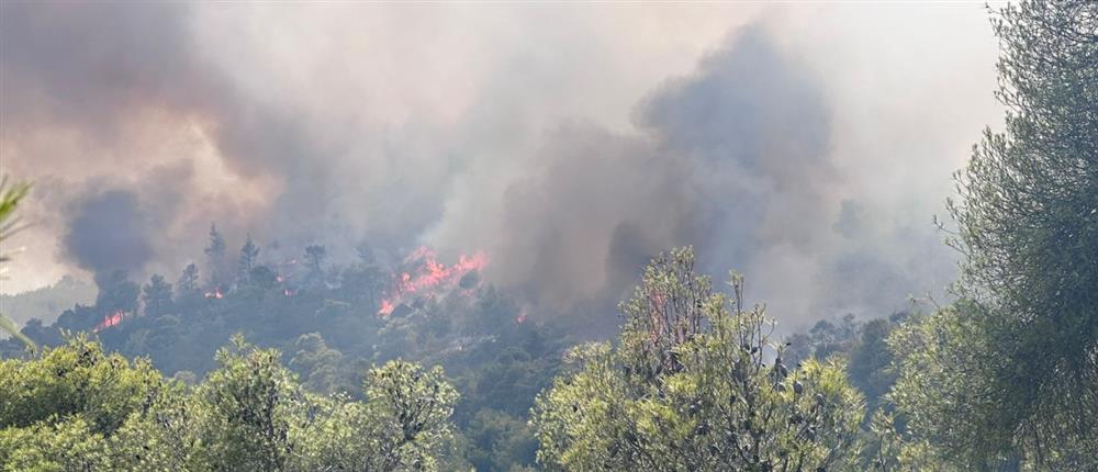 Φωτιά στο Σοφικό: Ανεξέλεγκτη μαίνεται η πυρκαγία στο πευκοδάσος (εικόνες)
