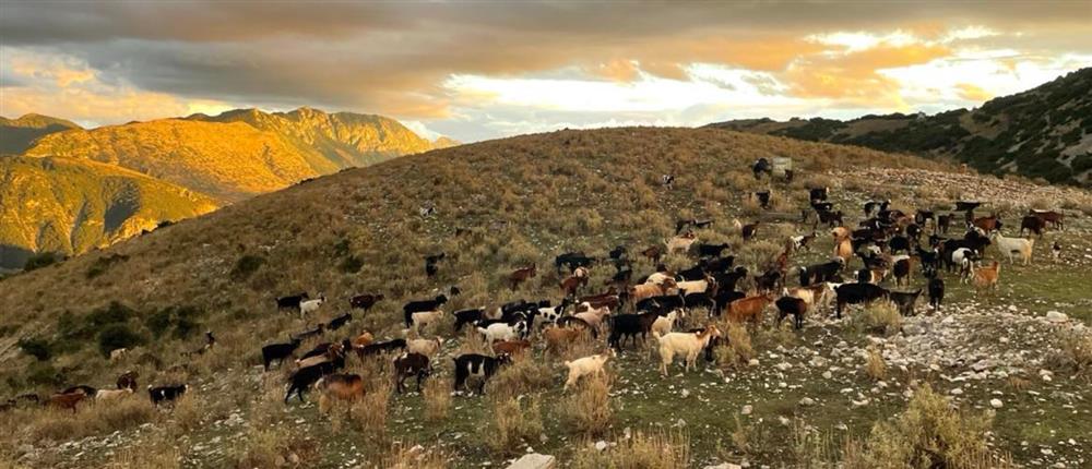 Ευλογιά των προβάτων: Νέα μέτρα από 1η Νοεμβρίου