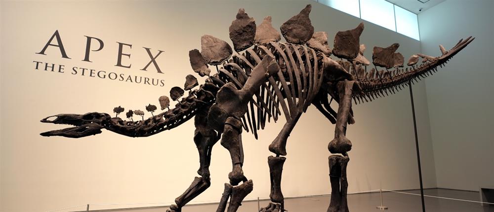 Στεγόσαυρος APEX: Τιμή - ρεκόρ στην δημοπρασία (εικόνες)