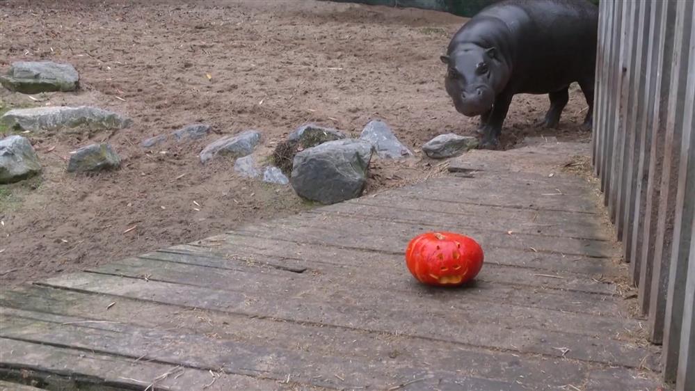 Halloween – Βέλγιο: Με λιχουδιές κολοκύθας γιορτάζουν τα ζώα σε ζωολογικό κήπο