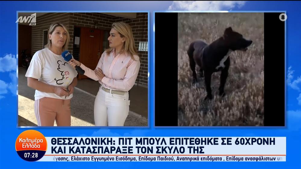 Θεσσαλονίκη: Πίτμπουλ επιτέθηκε σε 60χρονη και κατασπάραξε τον σκύλο της – Καλημέρα Ελλάδα – 28/05/2024