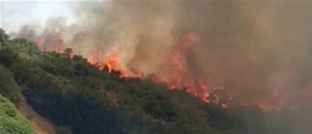 Φωτιά στη Λαμία: Καίει δασική έκταση - Σηκώθηκαν εναέρια (βίντεο)