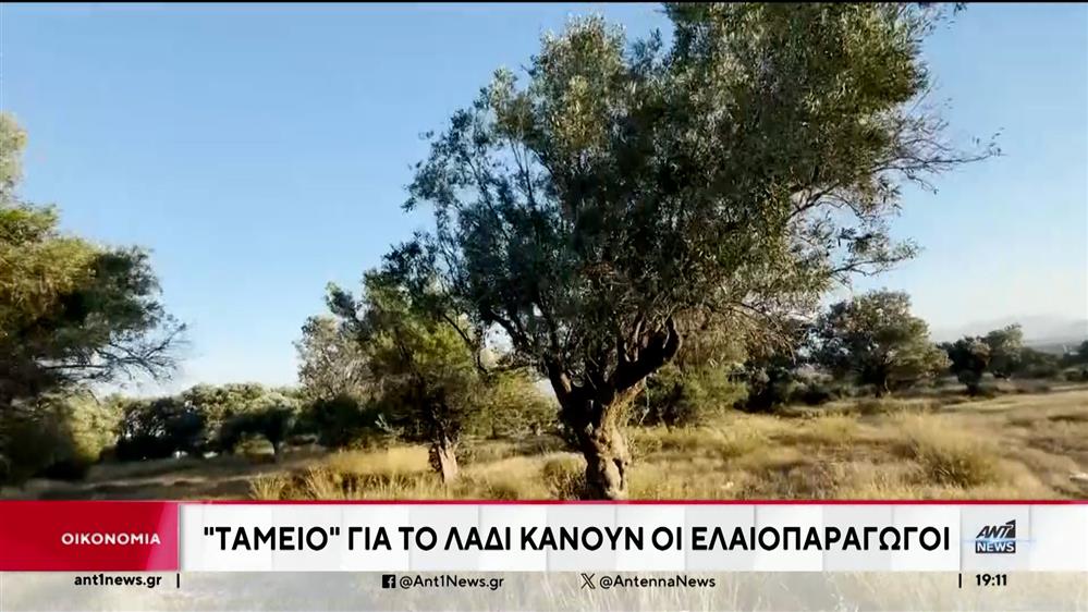 Ελαιόλαδο: Φέτος μεγαλύτερη παραγωγή, φθηνότερο προϊόν