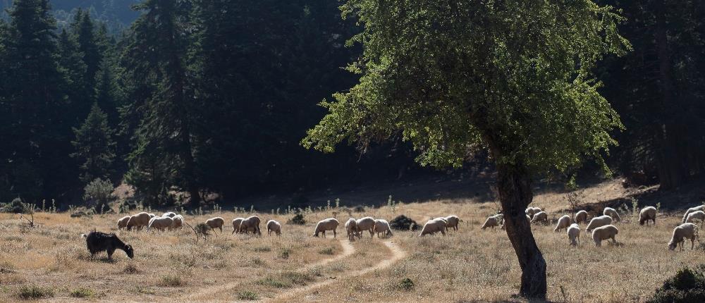 Πέλλα: Φωτιά σε μαντρί έκαψε ζωντανά δεκάδες πρόβατα