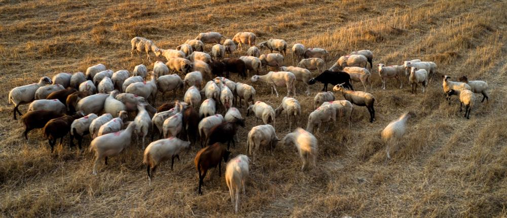 Πανώλη σε αιγοπρόβατα: Τα κρούσματα και οι ζώνες προστασίας
