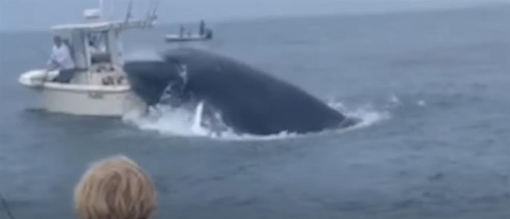 Φάλαινα πήδησε πάνω σε σκάφος και έριξε στον ωκεανό τους επιβαίνοντες (βίντεο)