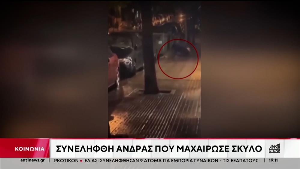 Συνελήφθη 47χρονος στην Κυψέλη που μαχαίρωσε σκύλο – Βίντεο σοκ 


