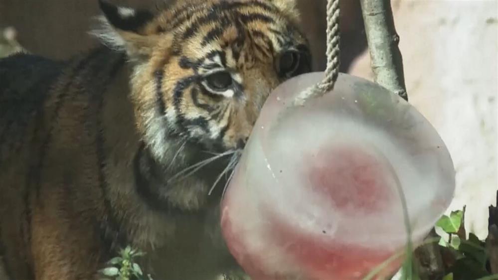 Ζωολογικός Κήπος Ρώμης: Με παγωμένα φαγητά και φρούτα “ανακουφίζουν” τα ζώα, εν μέσω καύσωνα