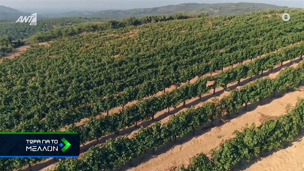 Υποπροϊόντα Οινοποιείων: Ένας αναξιοποίητος θησαυρός