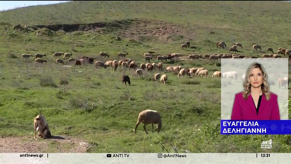 Σχέδιο για την Εκπόνηση Διαχειριστικών Σχεδίων Βόσκησης