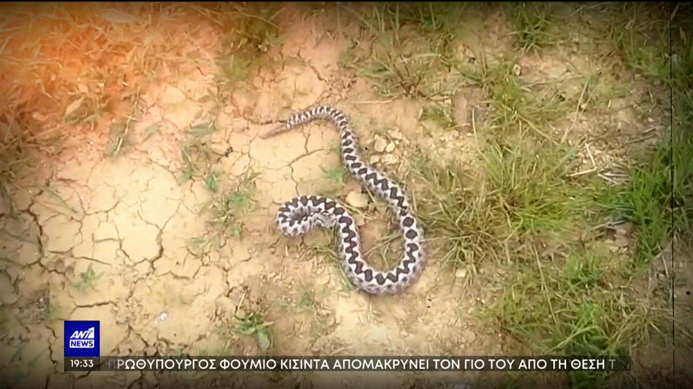 Θεσσαλονίκη - Δάγκωμα οχιάς: σε κρίσιμη κατάσταση η ερπετολόγος 
