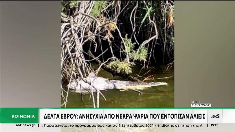 Δέλτα Έβρου: Ανησυχία από νεκρά ψάρια που εντόπισαν αλιείς
