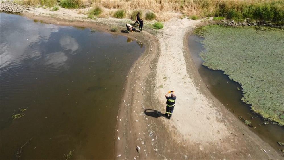 Πολωνία: Τόνοι νεκρών ψαριών στον ποταμό Όντερ